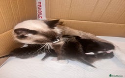 Mixed Breed cats for sale: Ragdoll x kittens  - Image 2