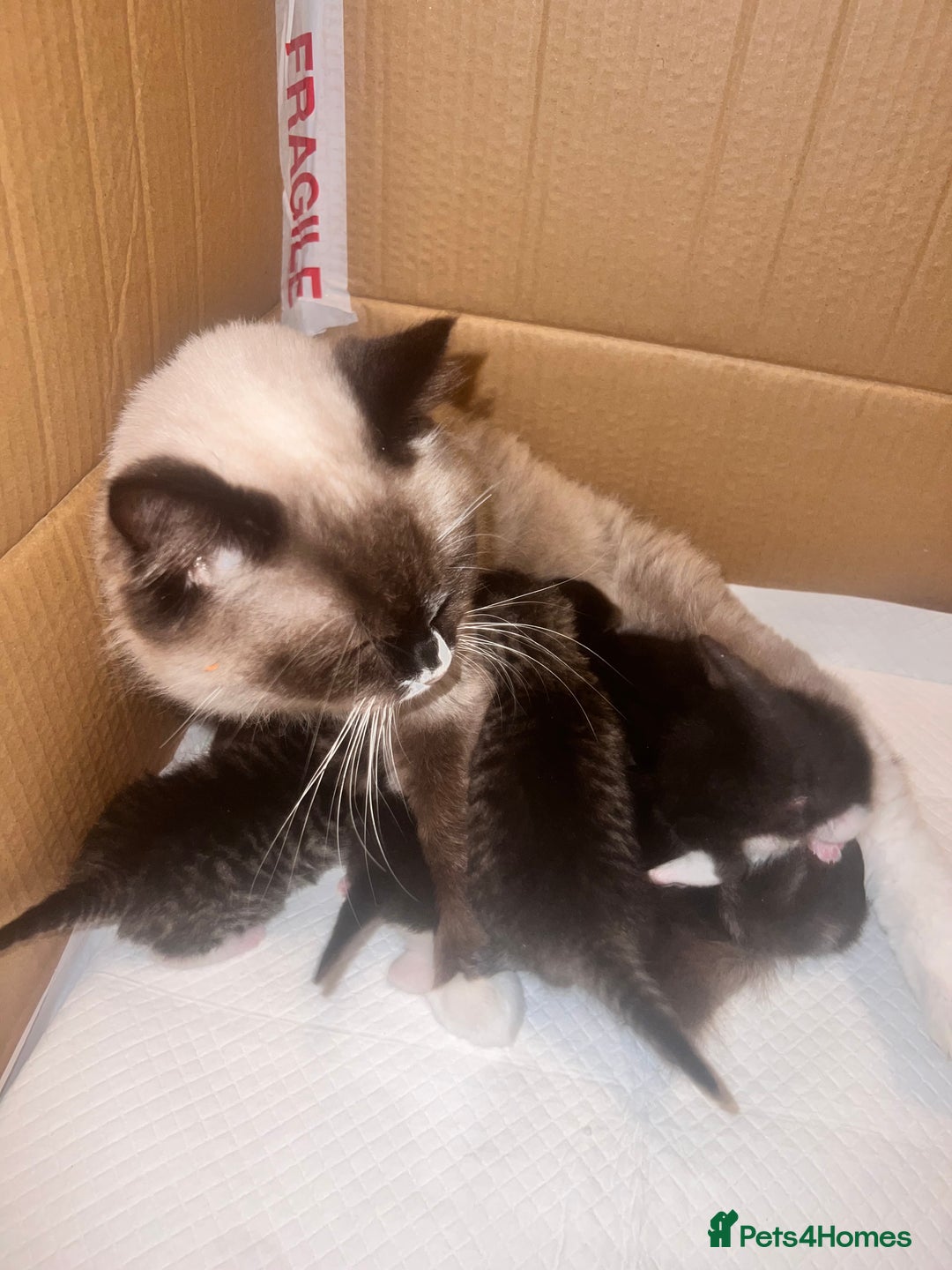 Mixed Breed cats for sale: Ragdoll x kittens  - Image 2