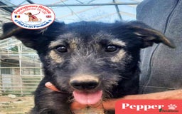 Mixed Breed dogs for adoption: 💝💝💝INTRODUCING 🐾🐾PEPPER🐾🐾SWEET, YOUNG BOY🐾 - Image 1