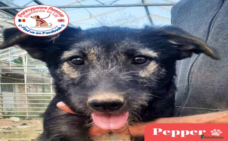 Mixed Breed dogs - Advert 1
