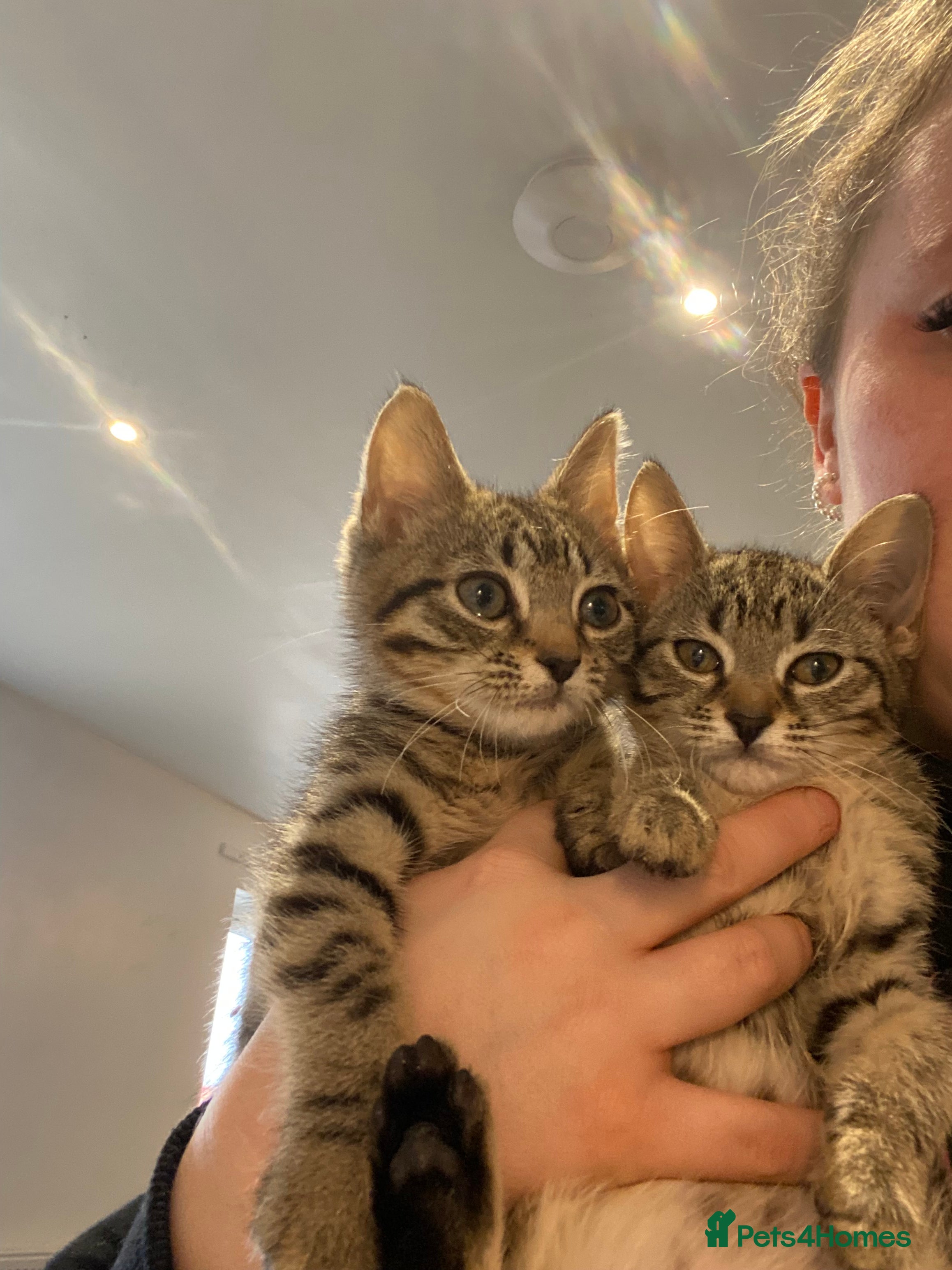 Bengal cats 3 beautiful bengle kitten  in Faversham - Advert 6