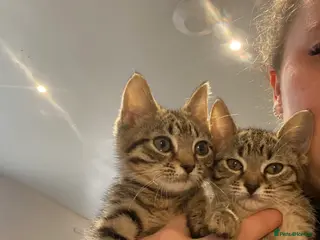 Bengal cats 3 beautiful bengle kitten in Faversham - Advert 6