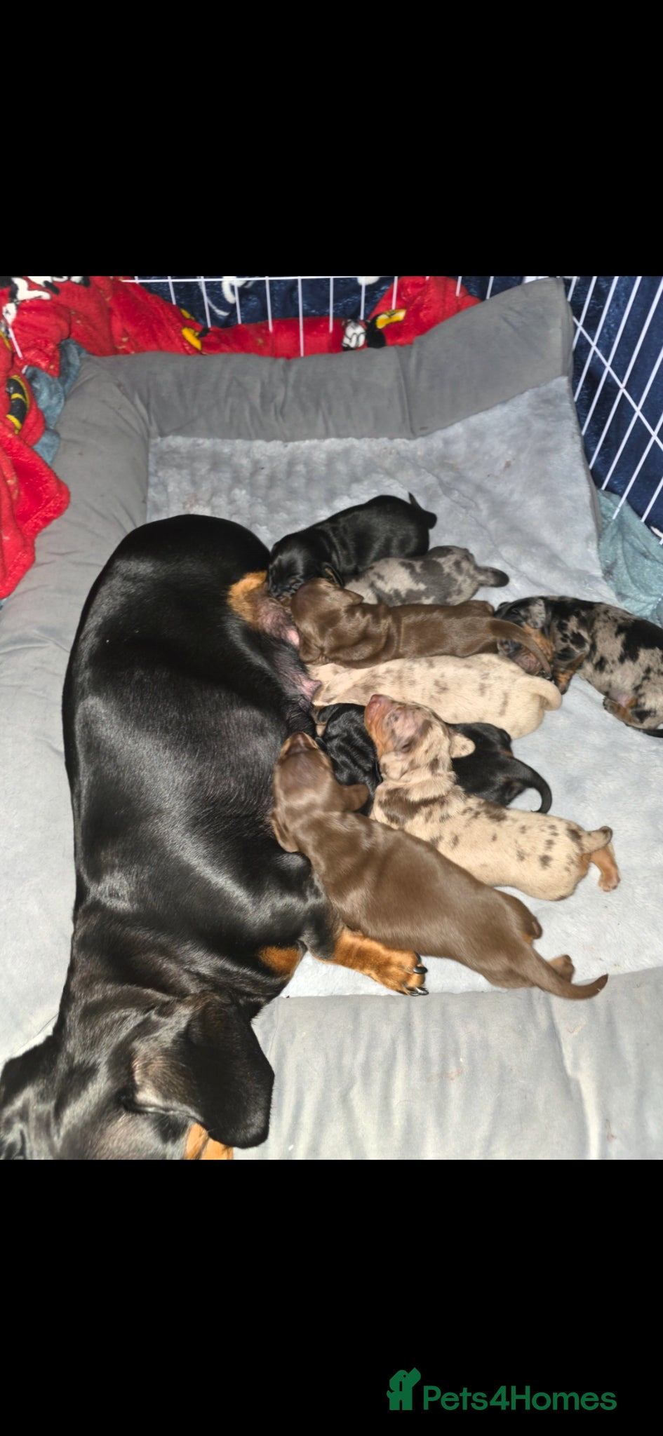 Miniature Dachshund dogs  Miniature Dachshund Puppies Seeking Loving Homes - Advert 1