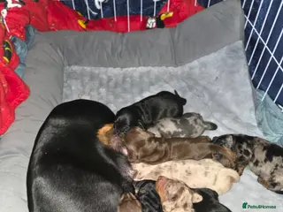 Miniature Dachshund dogs Miniature Dachshund Puppies Seeking Loving Homes - Advert 1