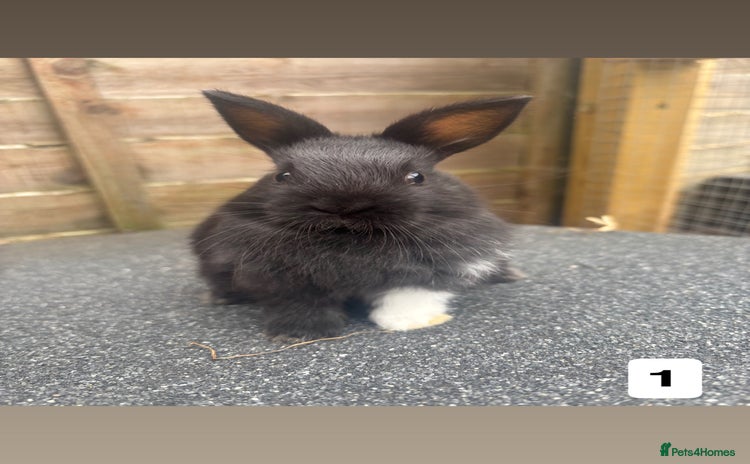 Mixed Breed rabbits - Advert 2
