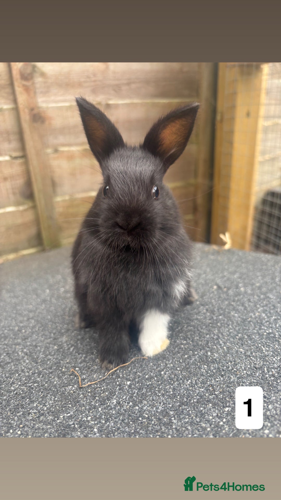 Mixed Breed rabbits for sale: 3 gorgeous baby bunnies for sale  - Image 1