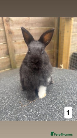 Mixed Breed rabbits - Advert 10