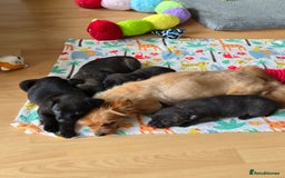 Mixed Breed dogs for sale: 4 pups - Image 3