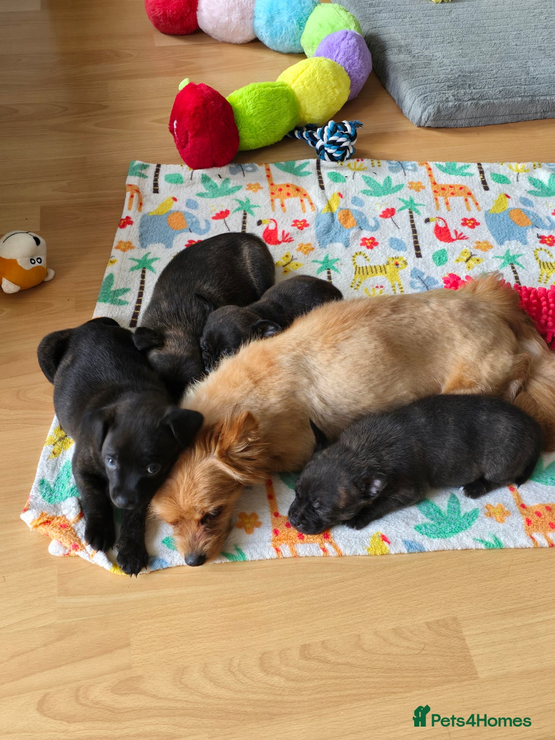 Mixed Breed dogs for sale: 4 pups - Image 3