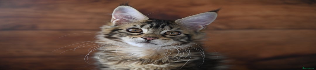 Helga - Classic Tabby - MCO n22