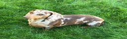 Miniature Dachshund dogs for sale: Award Winning Breeder - KC Stunning boys - Advert 11