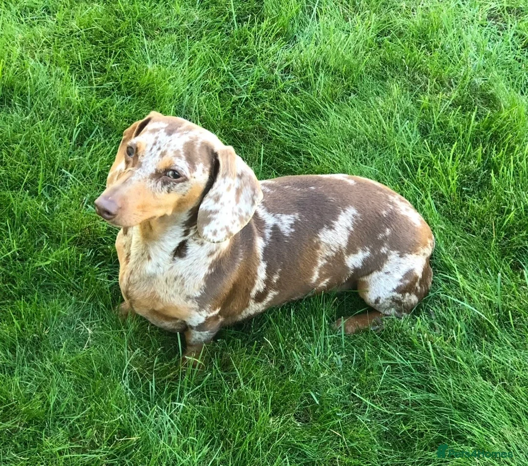 Miniature Dachshund dogs for sale: Award Winning Breeder - KC Stunning boys - Advert 11