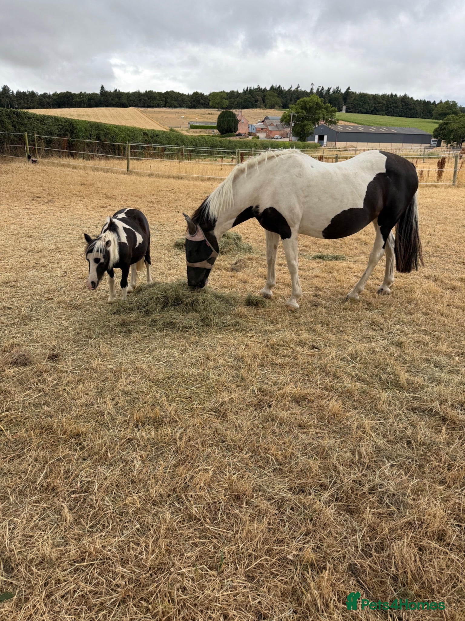 Shetland pony horses Puzzle yearling colt  - Advert 5