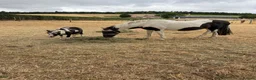 Shetland pony horses for sale: Puzzle yearling colt  - Advert 1