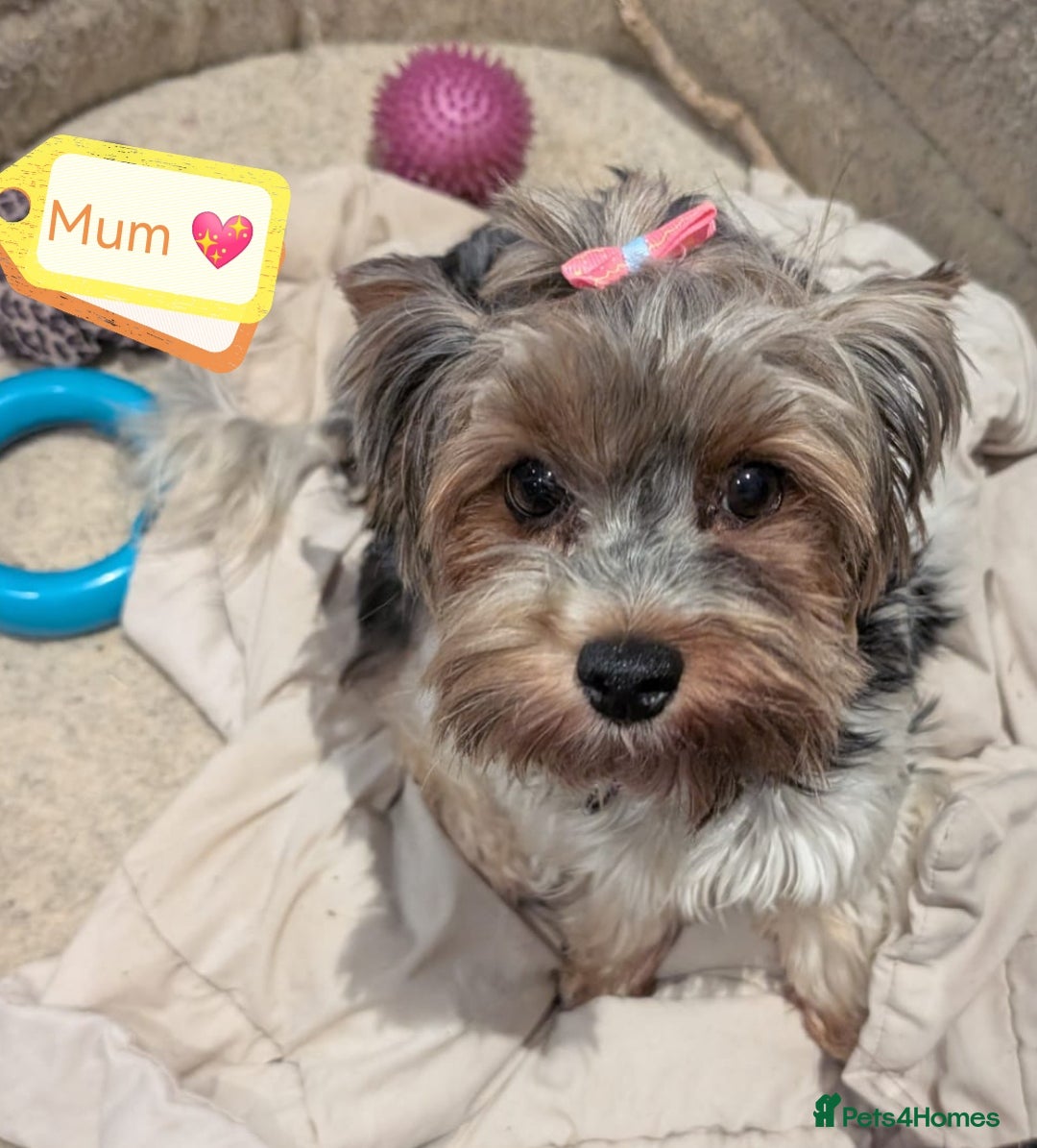 Yorkshire Terrier dogs for adoption: 💙🐶 YORKIE CROSS (BIEWER) PUPPIES 🐶💙 - Image 2