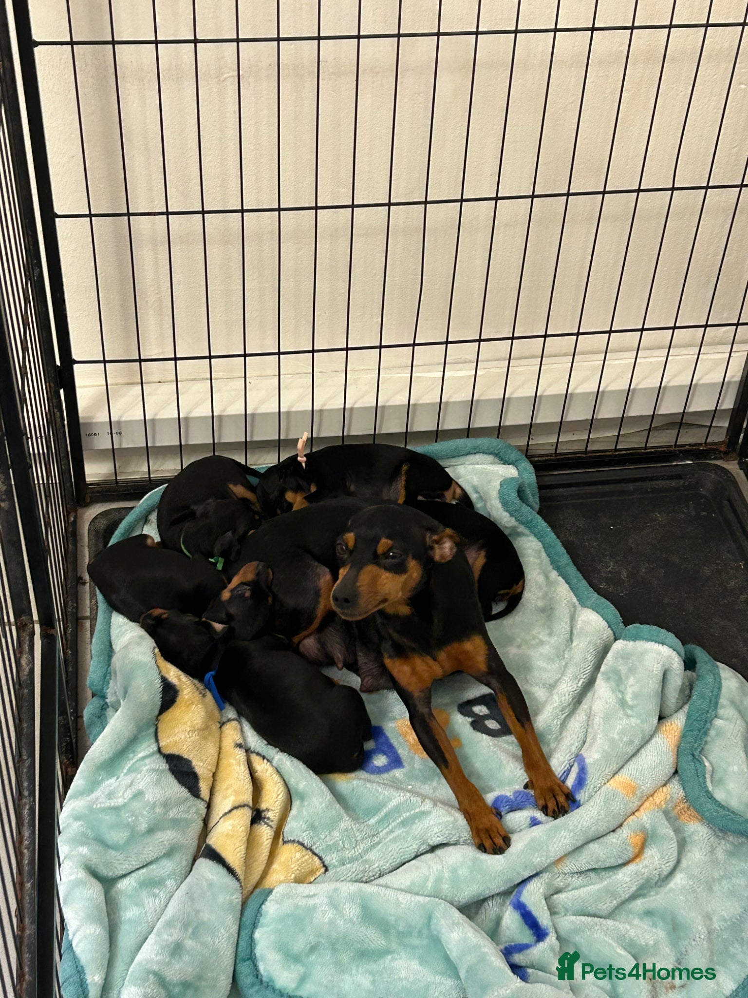 Miniature Pinscher dogs 5 beautiful pinscher babies  - Advert 1