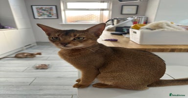 Abyssinian cats - Advert 3
