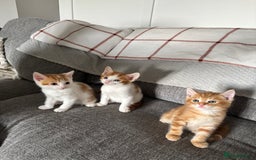 Domestic Shorthair cats for sale: Domestic shorthair kittens - Image 8