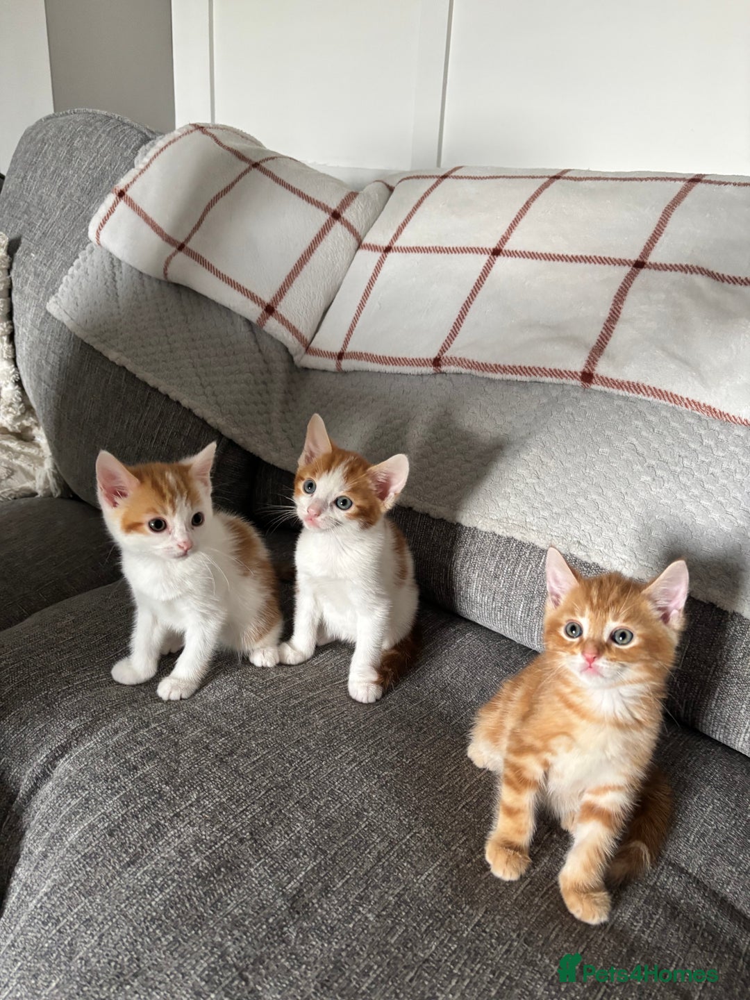 Domestic Shorthair cats for sale: Domestic shorthair kittens - Image 8