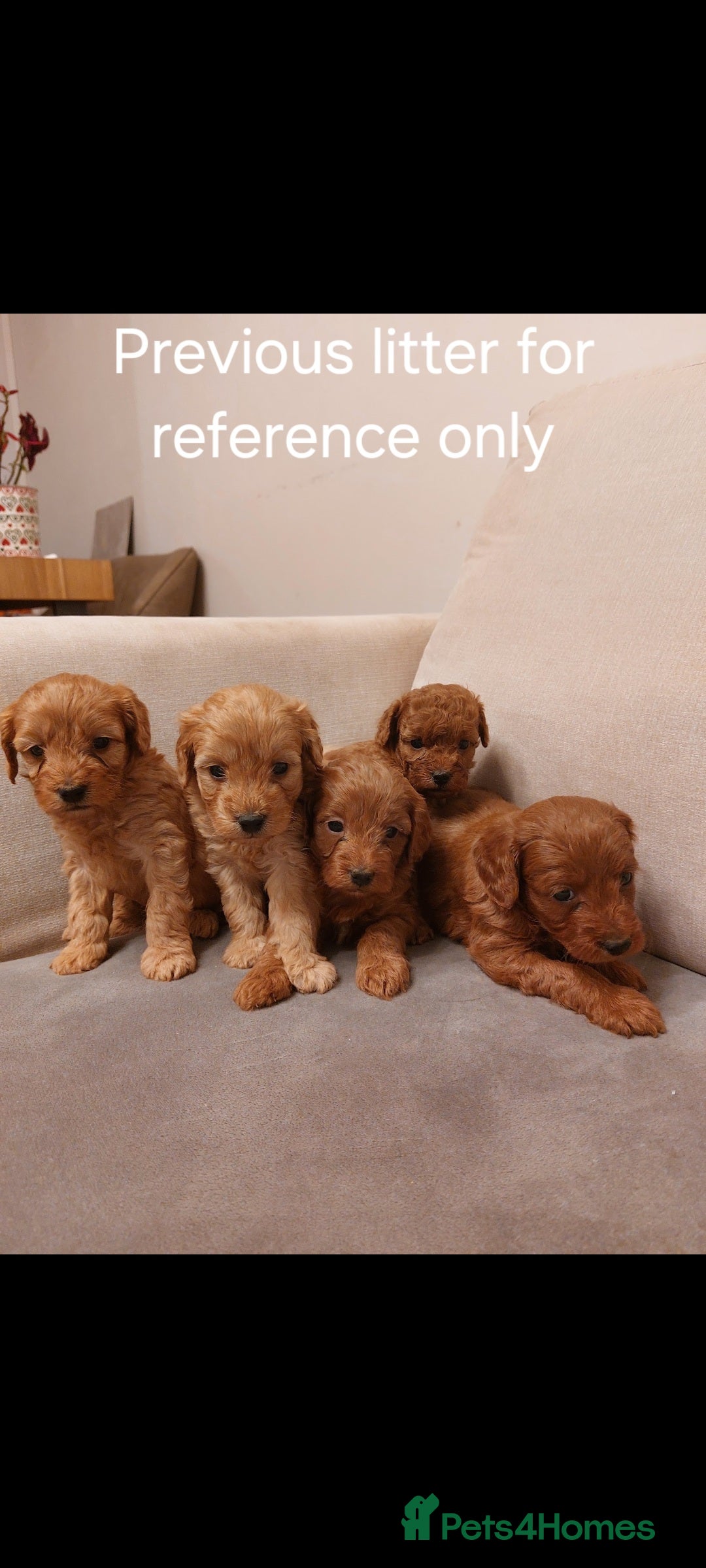 Cockapoo dogs for sale: Gorgeous Red Cockapoo Girl Puppy For Sale  - Image 11