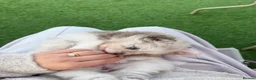 Pomeranian dogs for sale: White, Lilac, Merle Female Pomeranian  - Advert 22