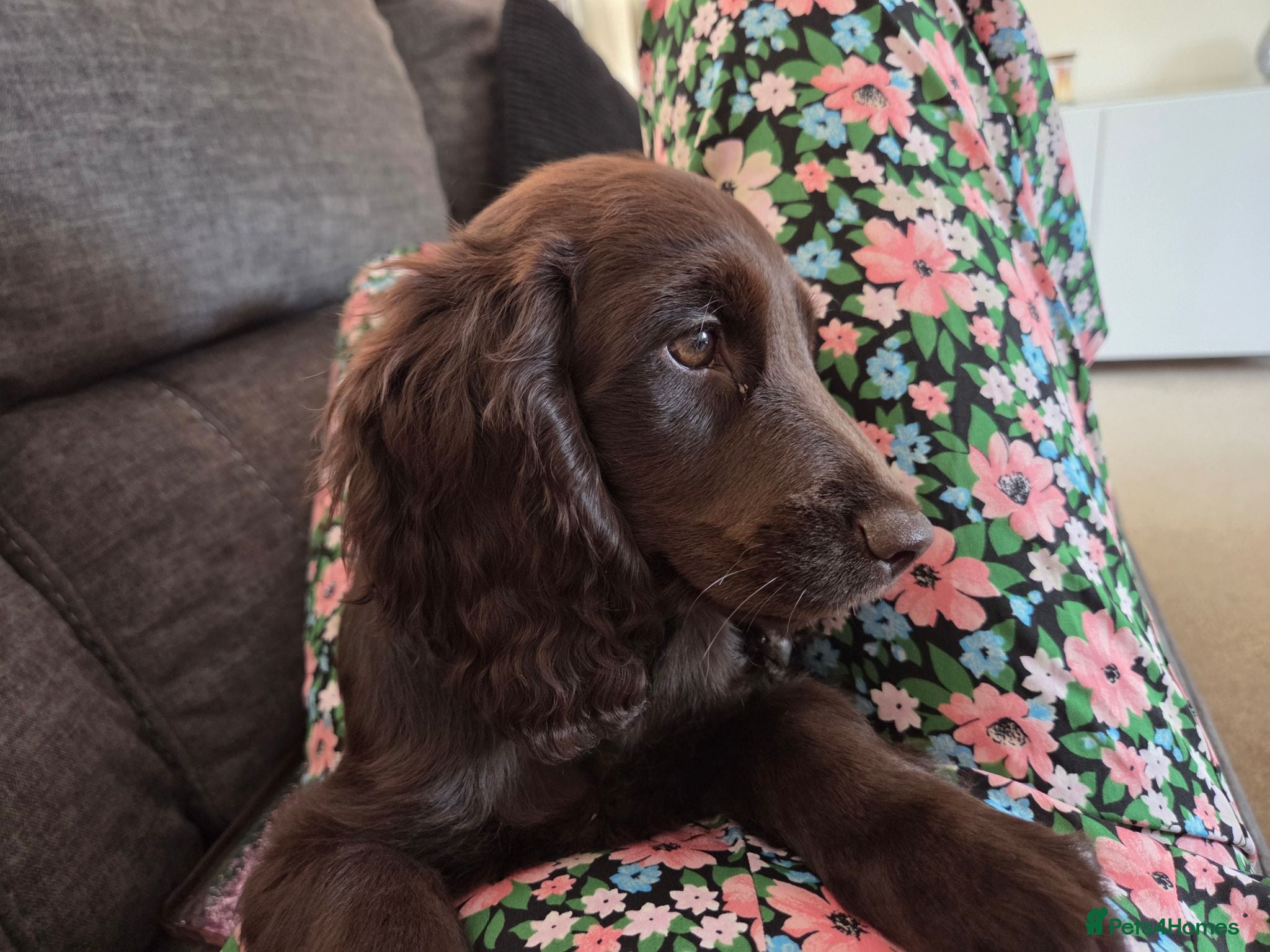 Cockapoo dogs  LAST Chocolate Cockapoo pup- READY NOW - Advert 6