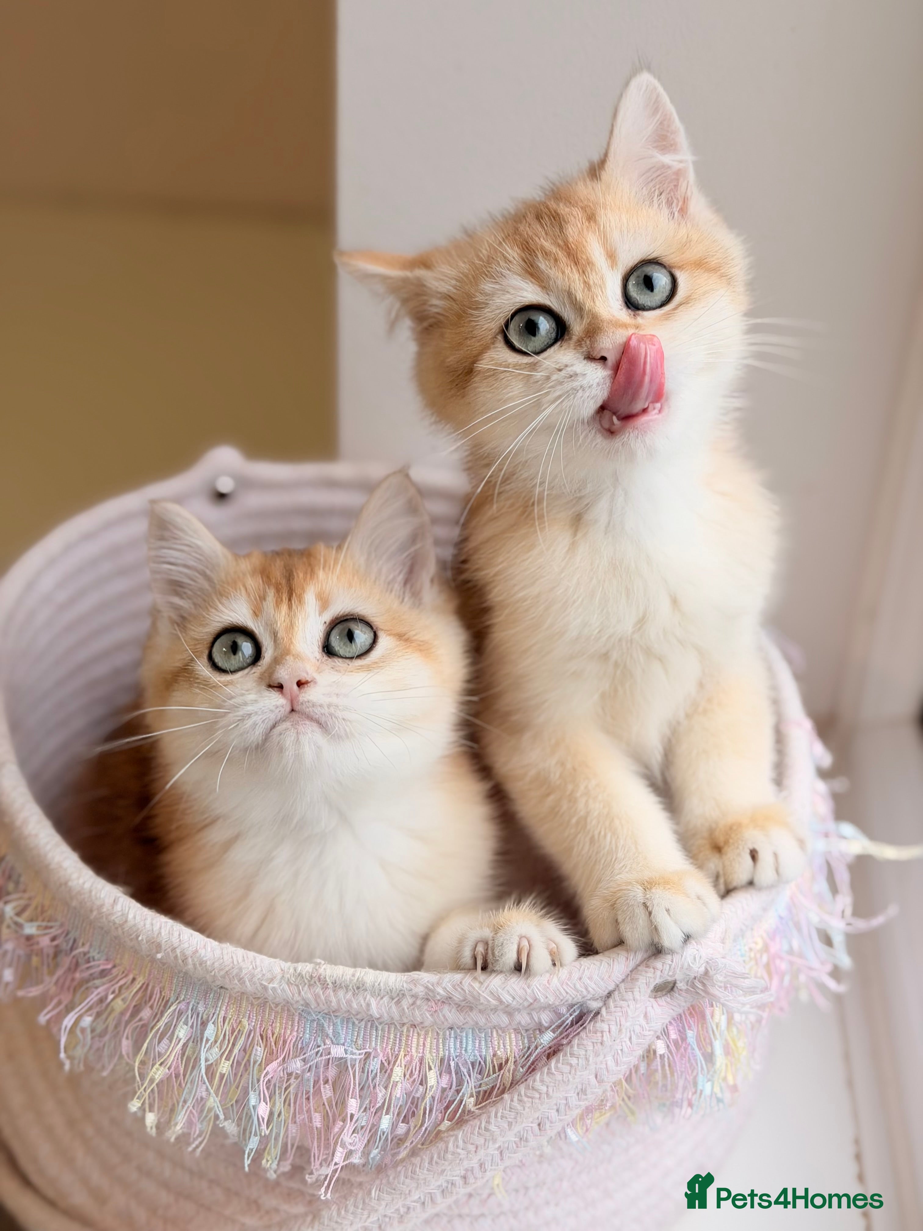 British Shorthair cats Champions lines Golden Chinchilla ny12 boys - Advert 16