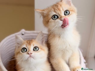 British Shorthair cats Champions lines Golden Chinchilla ny12 boys - Advert 4