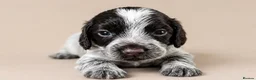Cocker Spaniel dogs for sale: Beautiful Cocker Spaniel Puppies - Advert 14