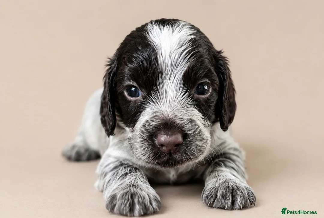 Cocker Spaniel dogs for sale: Beautiful Cocker Spaniel Puppies - Advert 14
