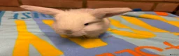 Mini Lop rabbits for sale: Beautiful Mini Lop Rabbits – Ready from 9th Nov - Advert 14