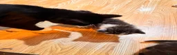 Mixed Breed cats for sale: Beautiful Kittens  in Dartmouth - Advert 11