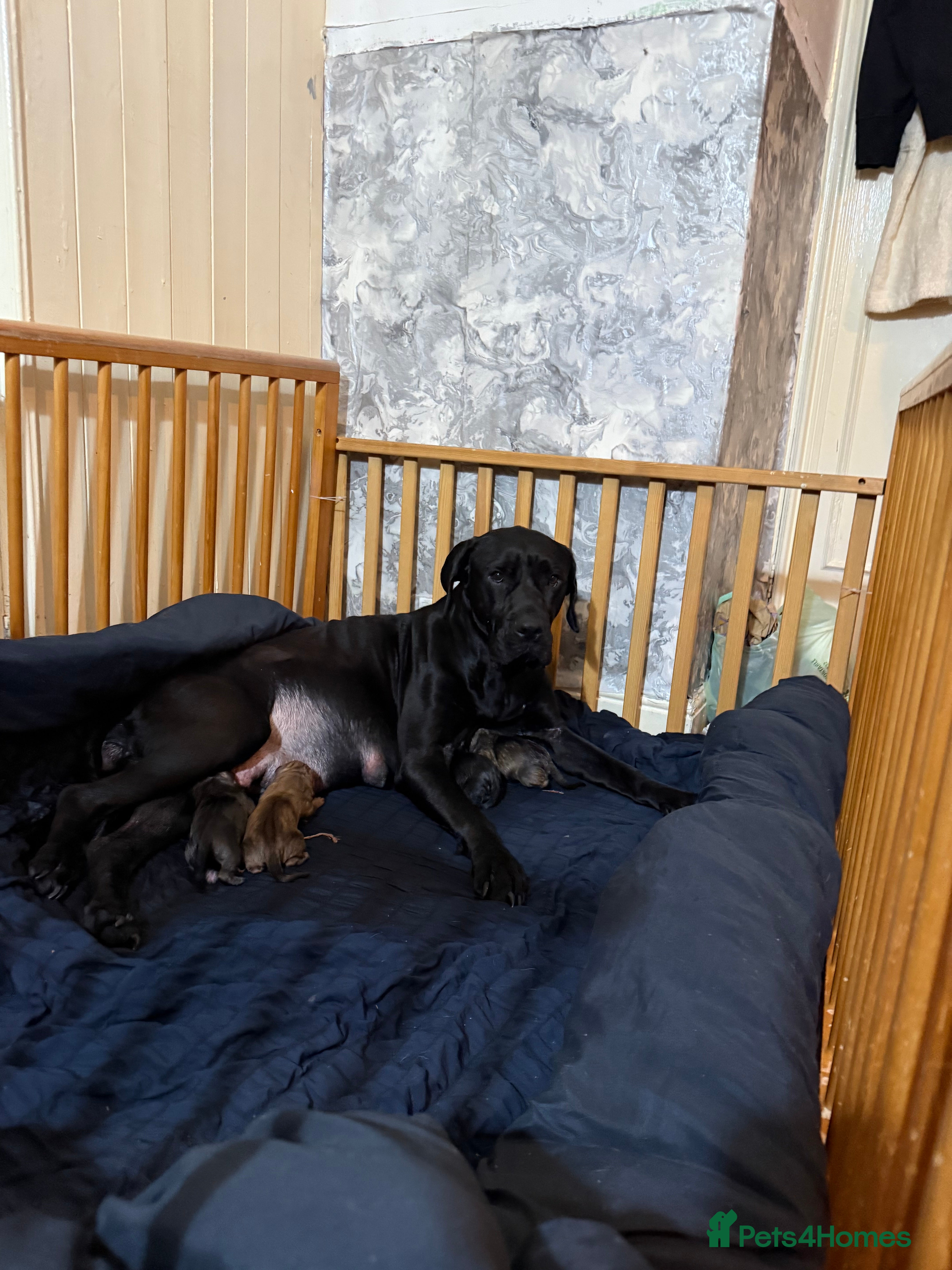 Mixed Breed dogs Bull presa pups  - Advert 1
