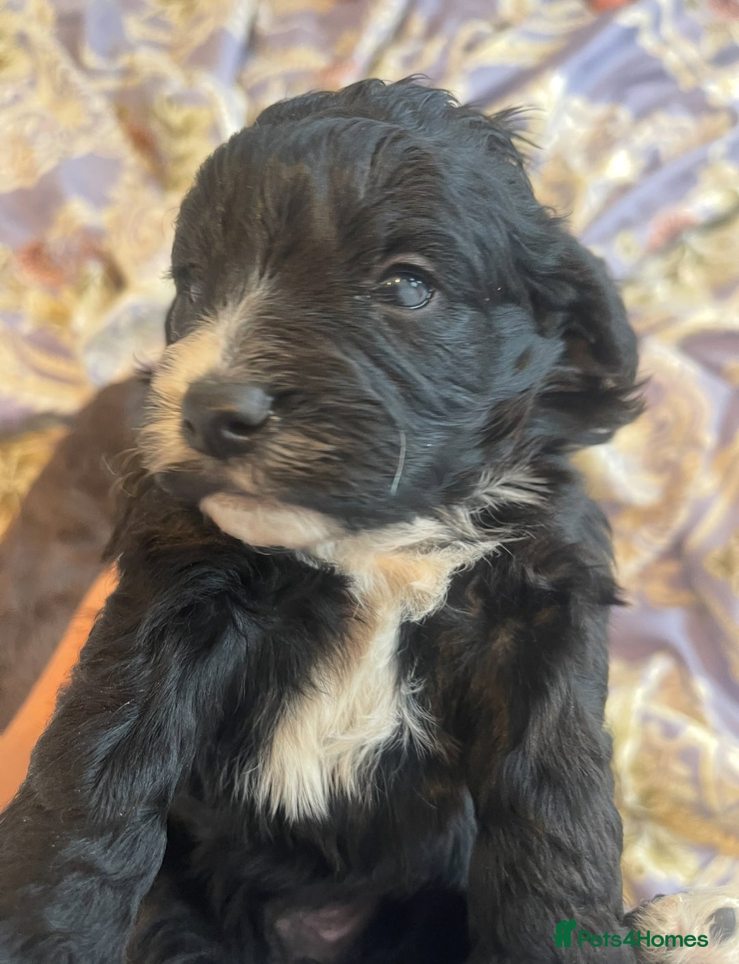 Cockapoo dogs for sale: Beautiful cockapoo puppies ONLY 1 LEFT! price drop - Advert 7