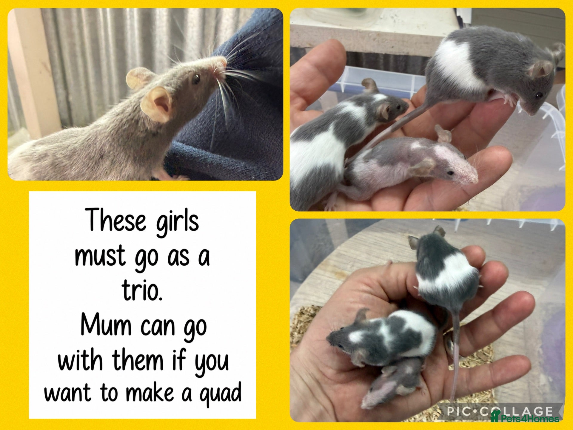 Mouse rodents 🐭 Friendly Fancy Mice - Males & Females 🐭 - Advert 1