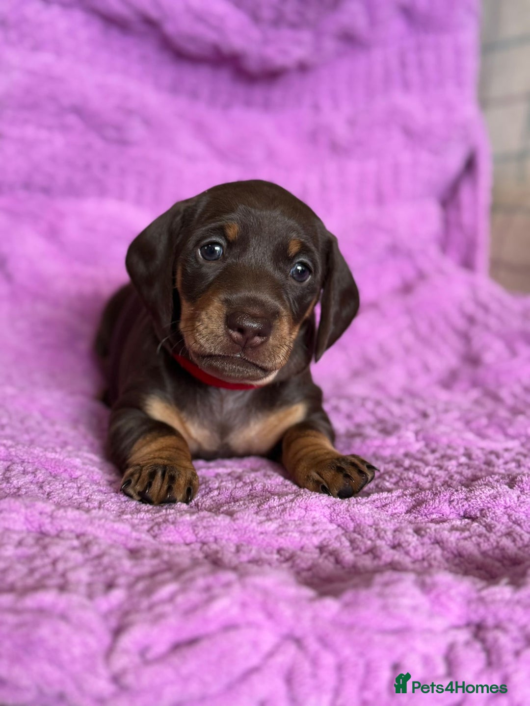 Dachshund dogs for sale: Stunning Dachshund Puppies  - Image 26