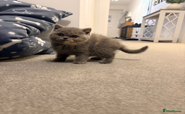 British Shorthair cats - Advert 1