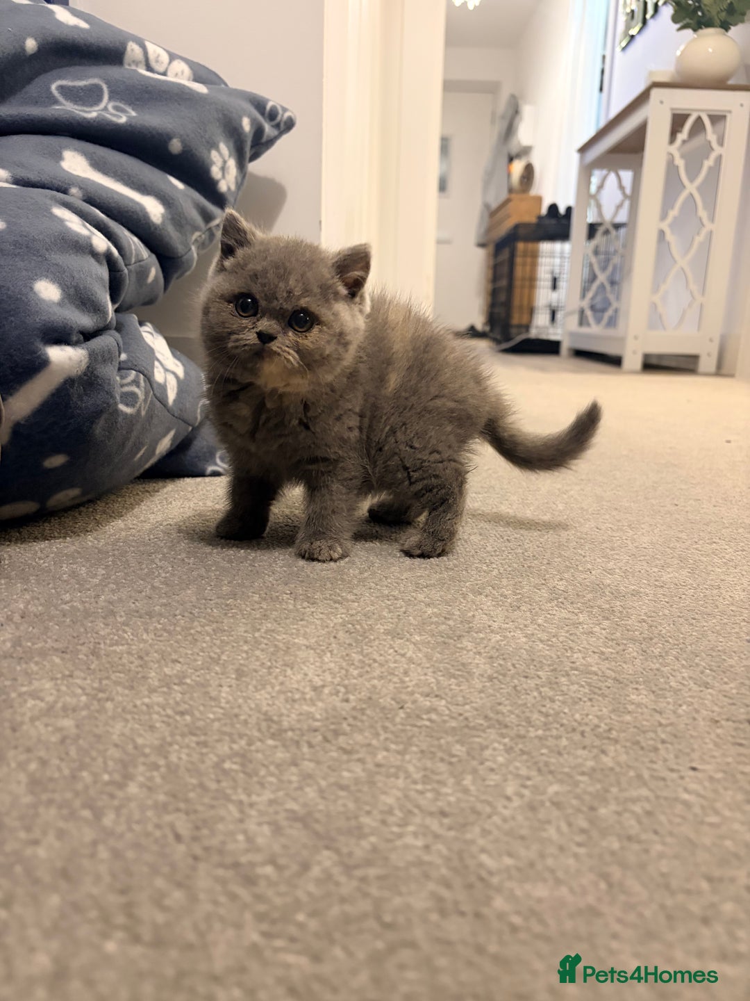 British Shorthair cats for sale: Gorgeous female bsh 🩷 - Image 1
