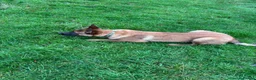 Belgian Shepherd Dog dogs for sale: 15 month old Belgian malinois - Advert 17
