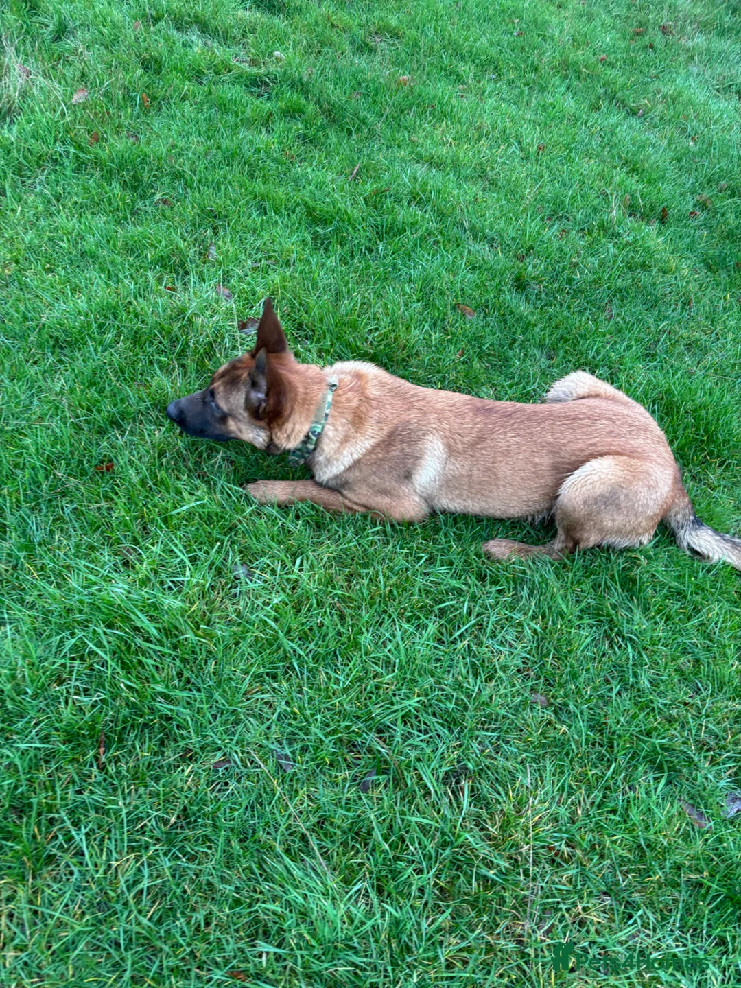 Belgian Shepherd Dog dogs for sale: 15 month old Belgian malinois - Advert 17