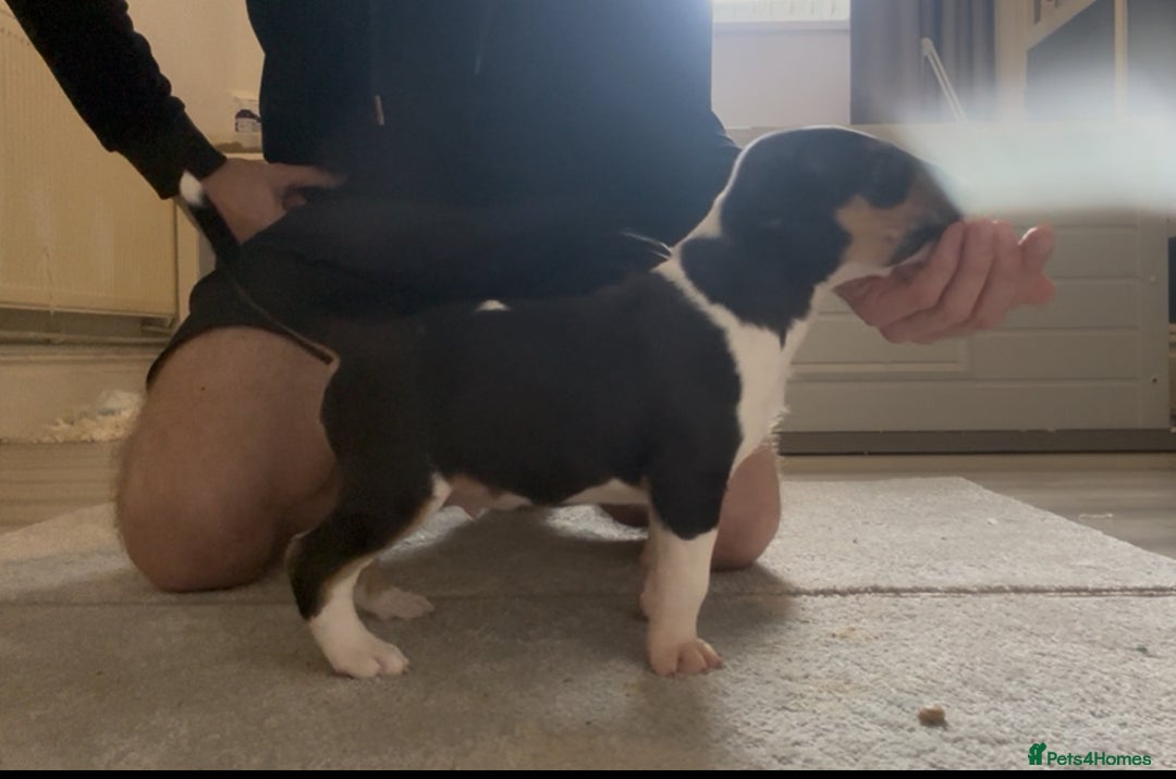 English Bull Terrier dogs for sale: English Bull Terrier Puppy 4 - QUALITY BULL TERRIER PUPPIES ❗️❗️ - Image 7