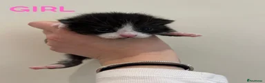 Mixed Breed Kitten 3