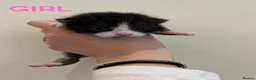 Mixed Breed cats for sale: 3 Beautiful kittens ready in 5 weeks in Malvern - Advert 2