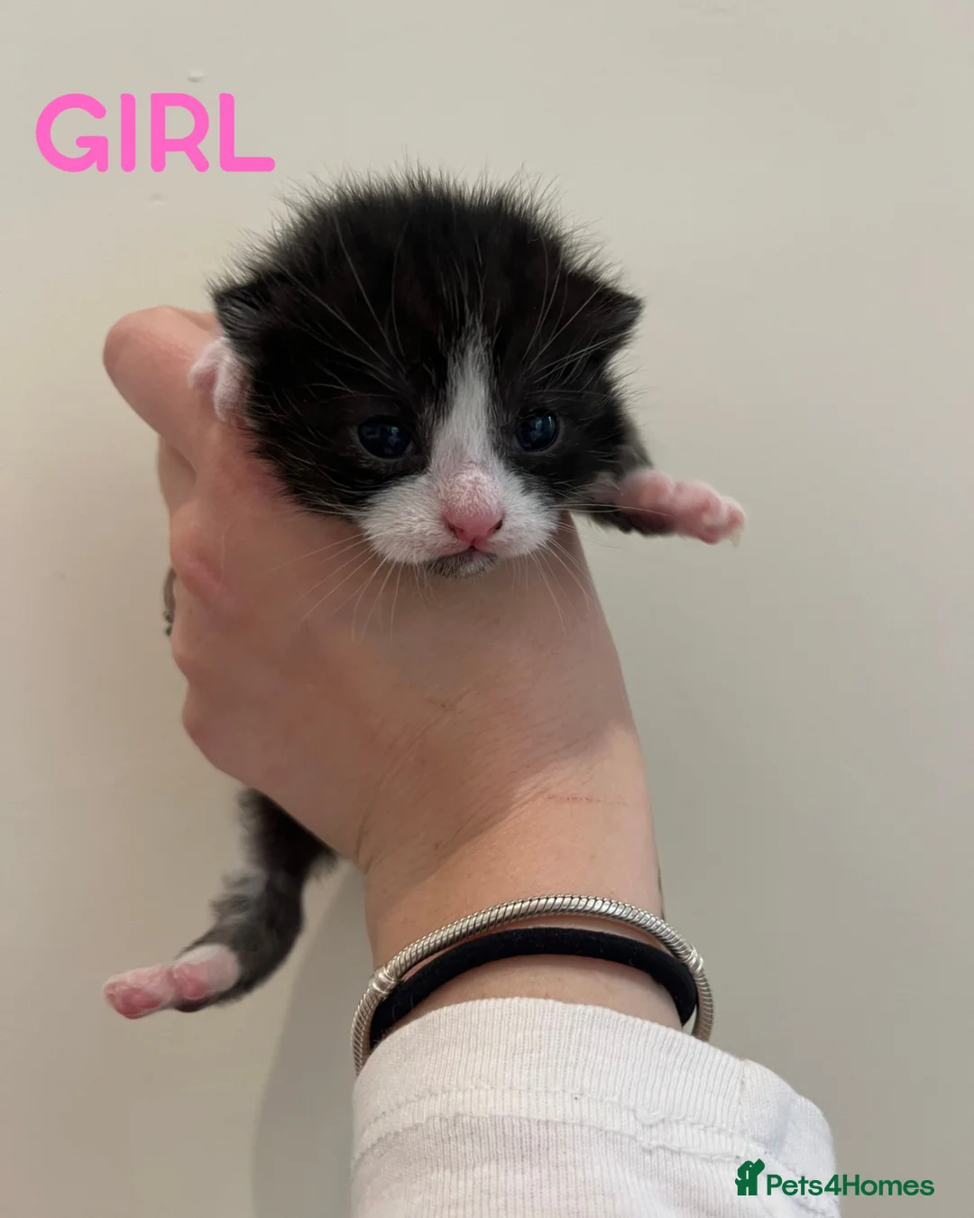 Mixed Breed cats for sale: 3 Beautiful kittens ready in 5 weeks in Malvern - Advert 2