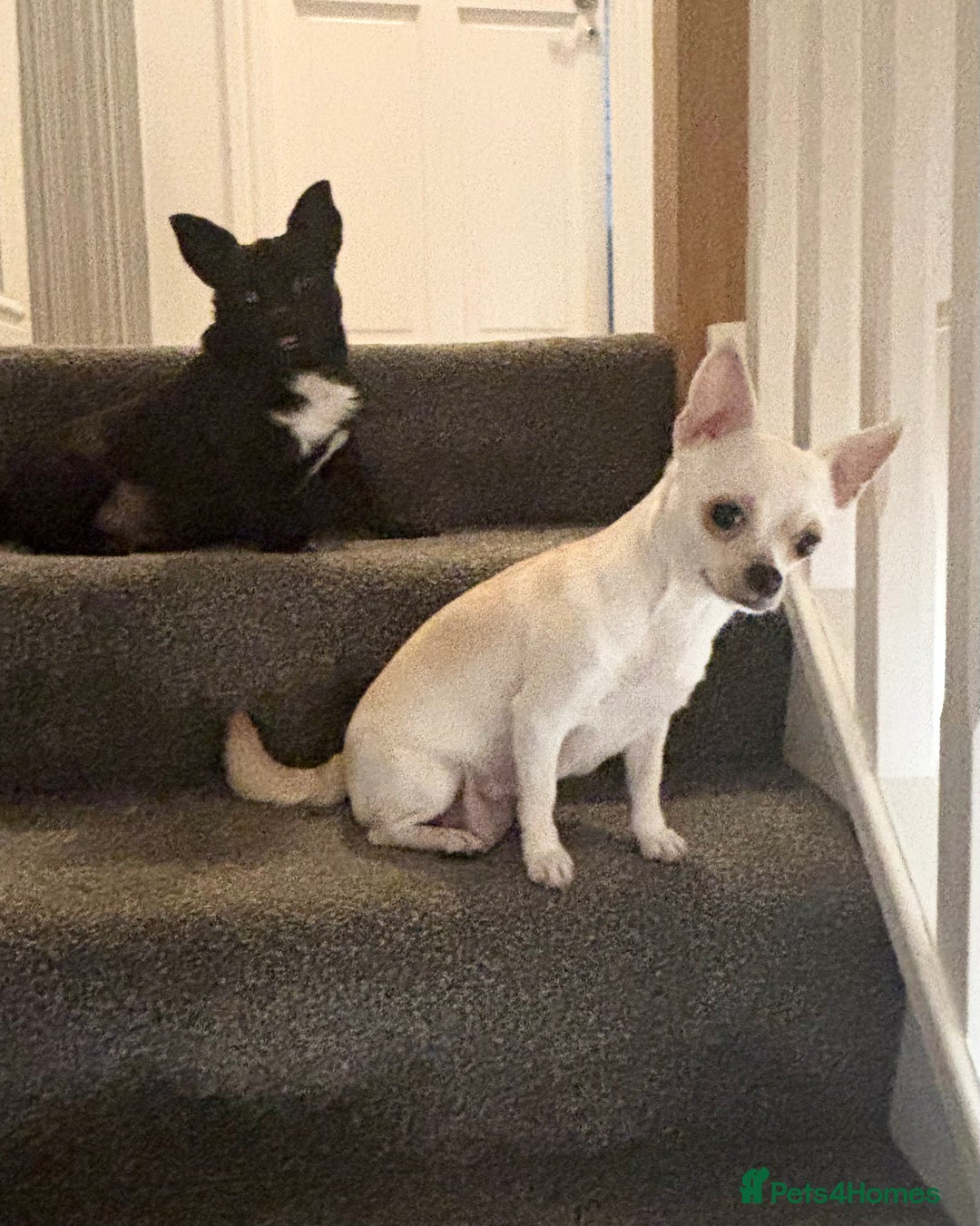 Chihuahua dogs for sale: Beautiful Chihuahua Puppies - Advert 15