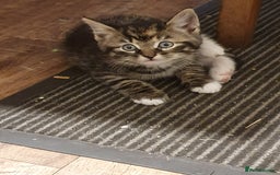 Mixed Breed cats for sale: Adventurous Kittens - Image 9