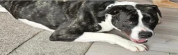 Mixed Breed dogs for adoption: Gorgeous staffie cross available for adoption  in Colchester - Advert 7