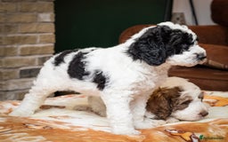 Bernedoodle dogs for sale: F1b Bernedoodle Puppies - Image 9