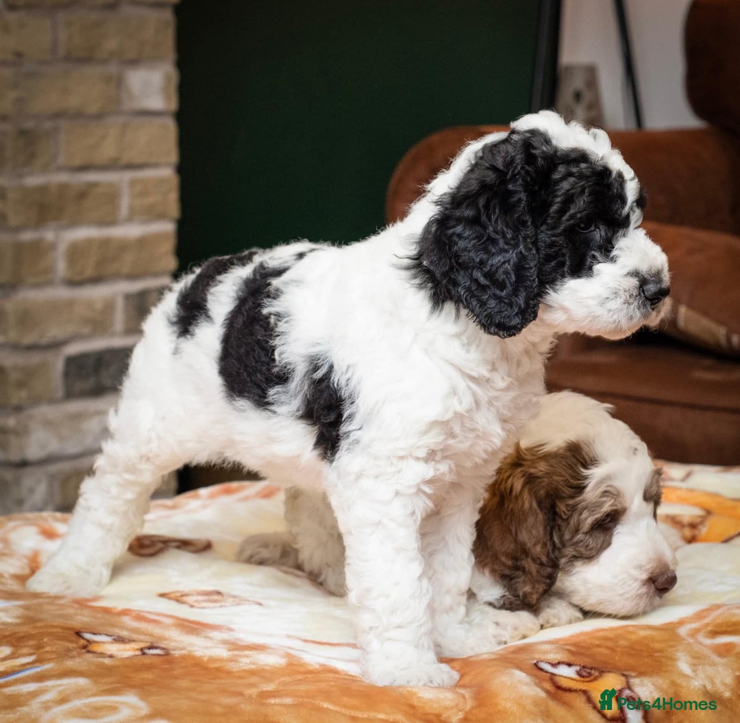 Bernedoodle dogs for sale: F1b Bernedoodle Puppies - Image 9