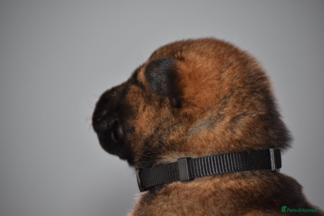 Mixed Breed dogs for sale: GSD × Dutch Herder – Top European Working Lines - Advert 28